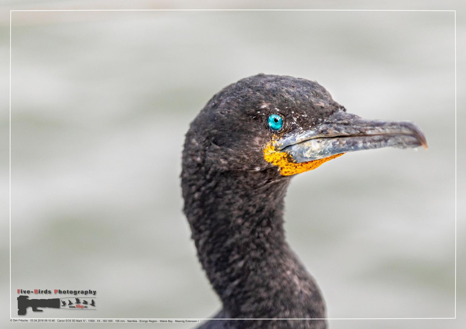 Close up of a Cape cormorant at the Atlantic Ocean near Walfis Bay in western Namibia