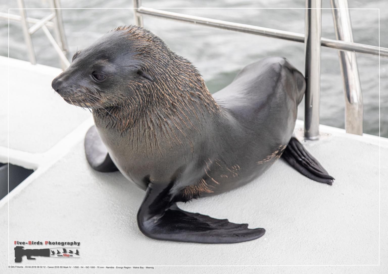 A Cape Fur Seals on a boat at the Atlantic Ocean near Walfis Bay in western Namibia