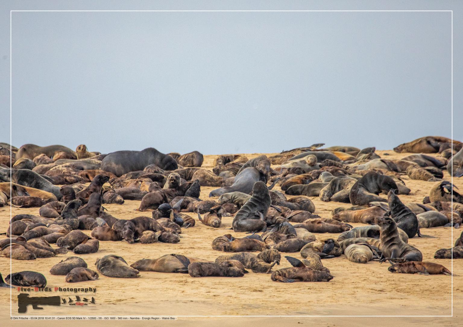 A group of Cape Fur Seals laying on a sandbank at the Atlantic Ocean near Walfis Bay in western Namibia