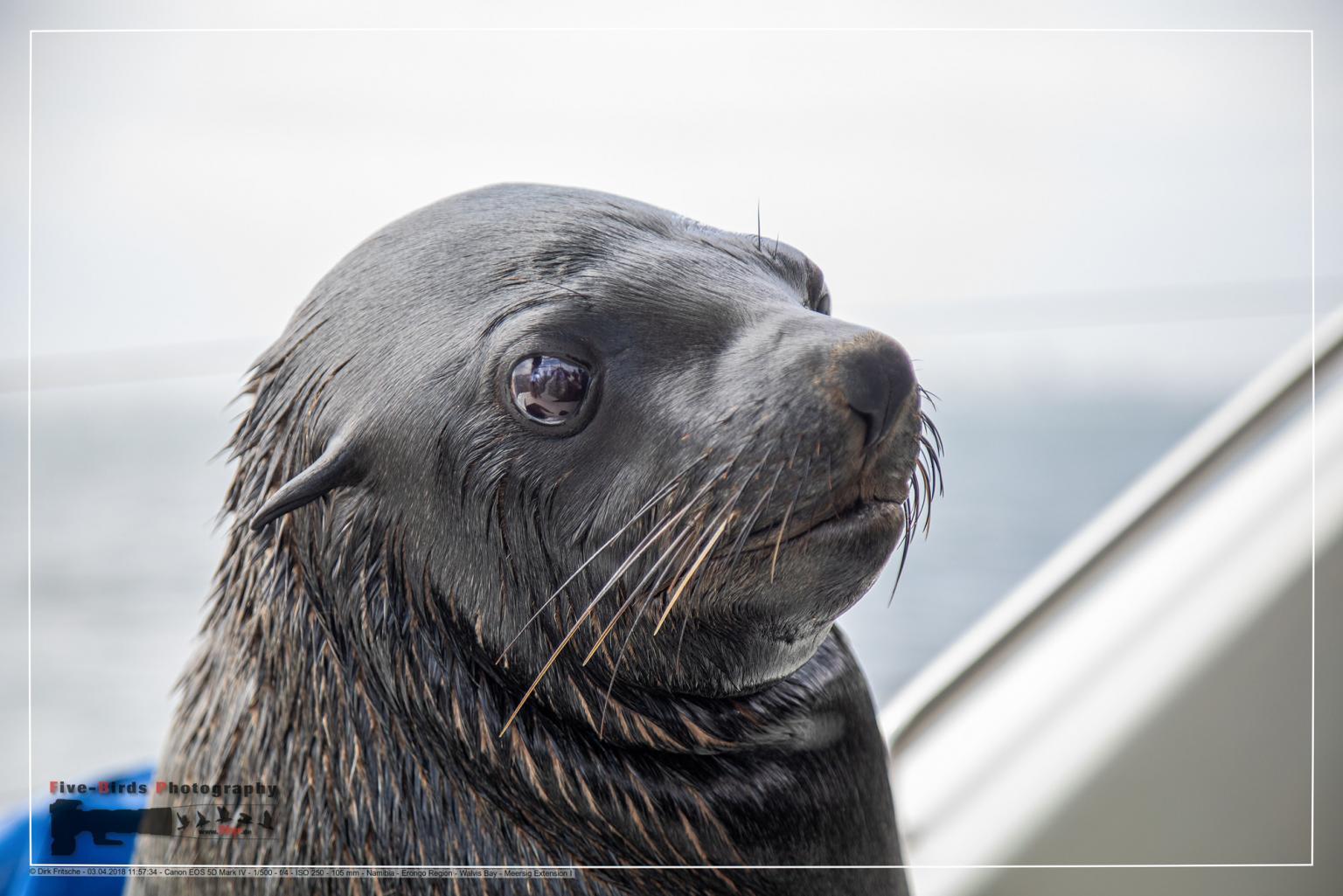 A Cape Fur Seals on a boat at the Atlantic Ocean near Walfis Bay in western Namibia