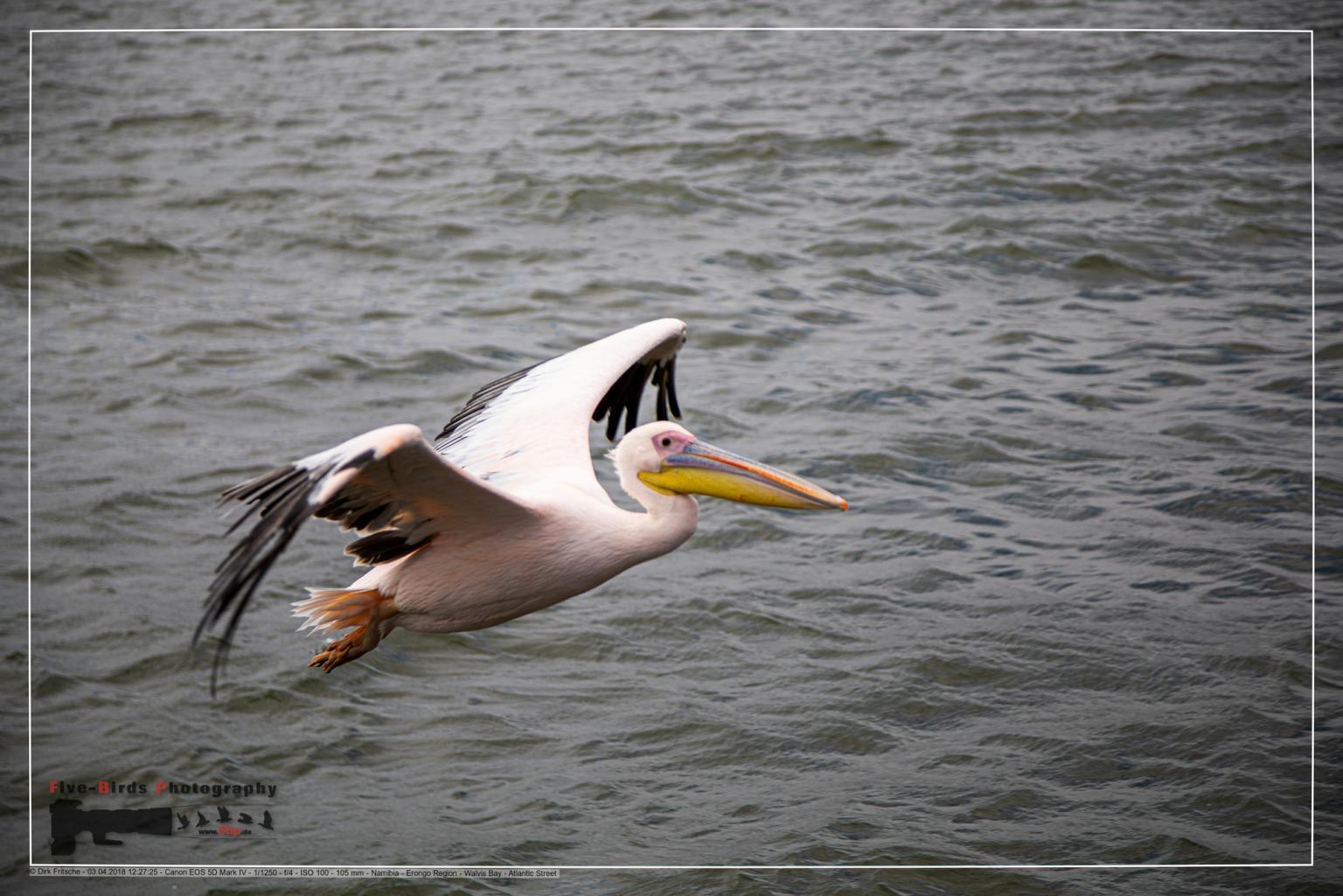 Flying pelican at the Atlantic Ocean near Walfis Bay in western Namibia