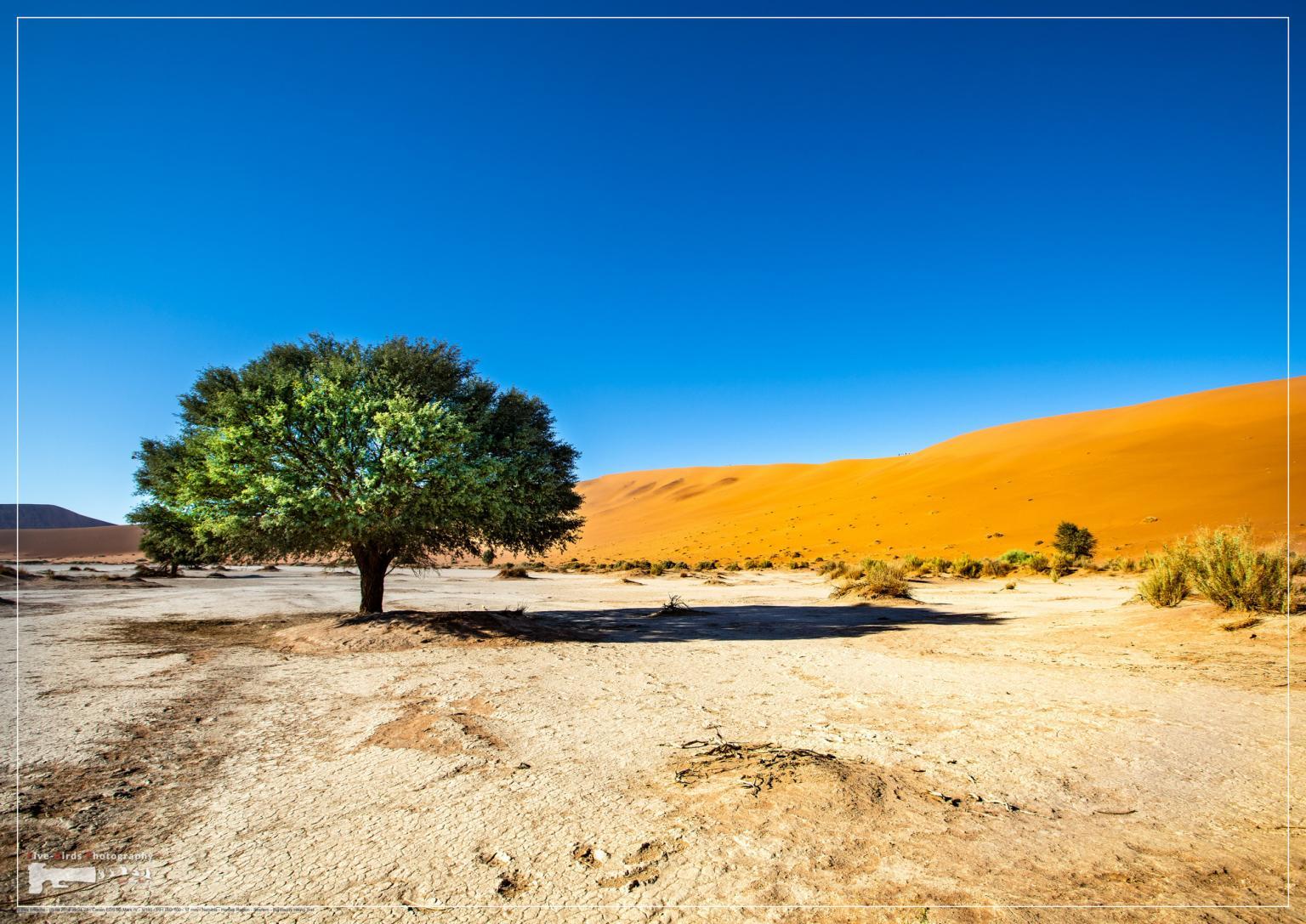 Vegetation in the Namib Desert in Sossusvlei