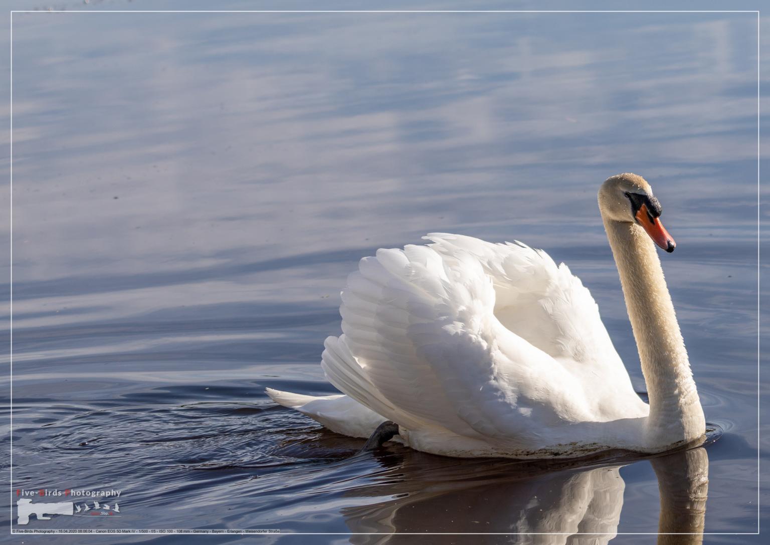 A male mute swan swims on a pond in southern Germany
