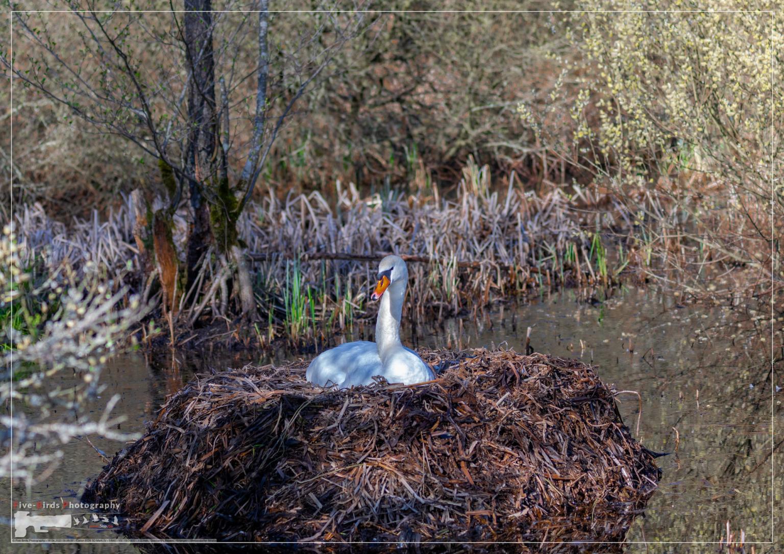 A female mute swan is brooding in its nest in southern Germany