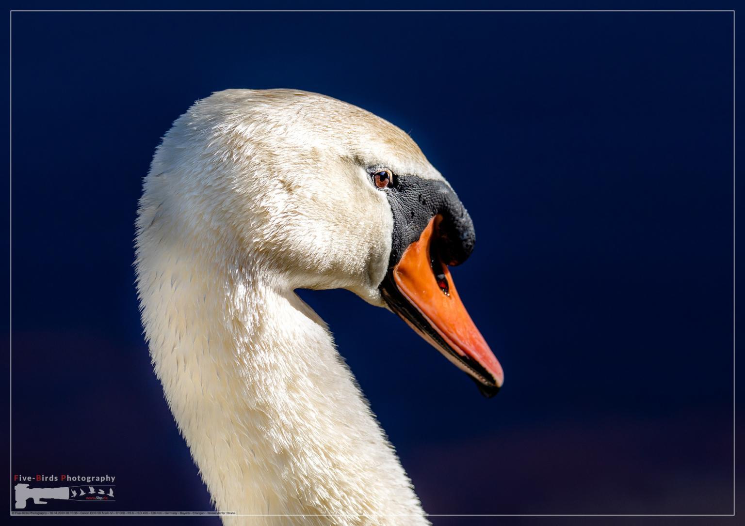Close-up of a male mute swan in southern Germany