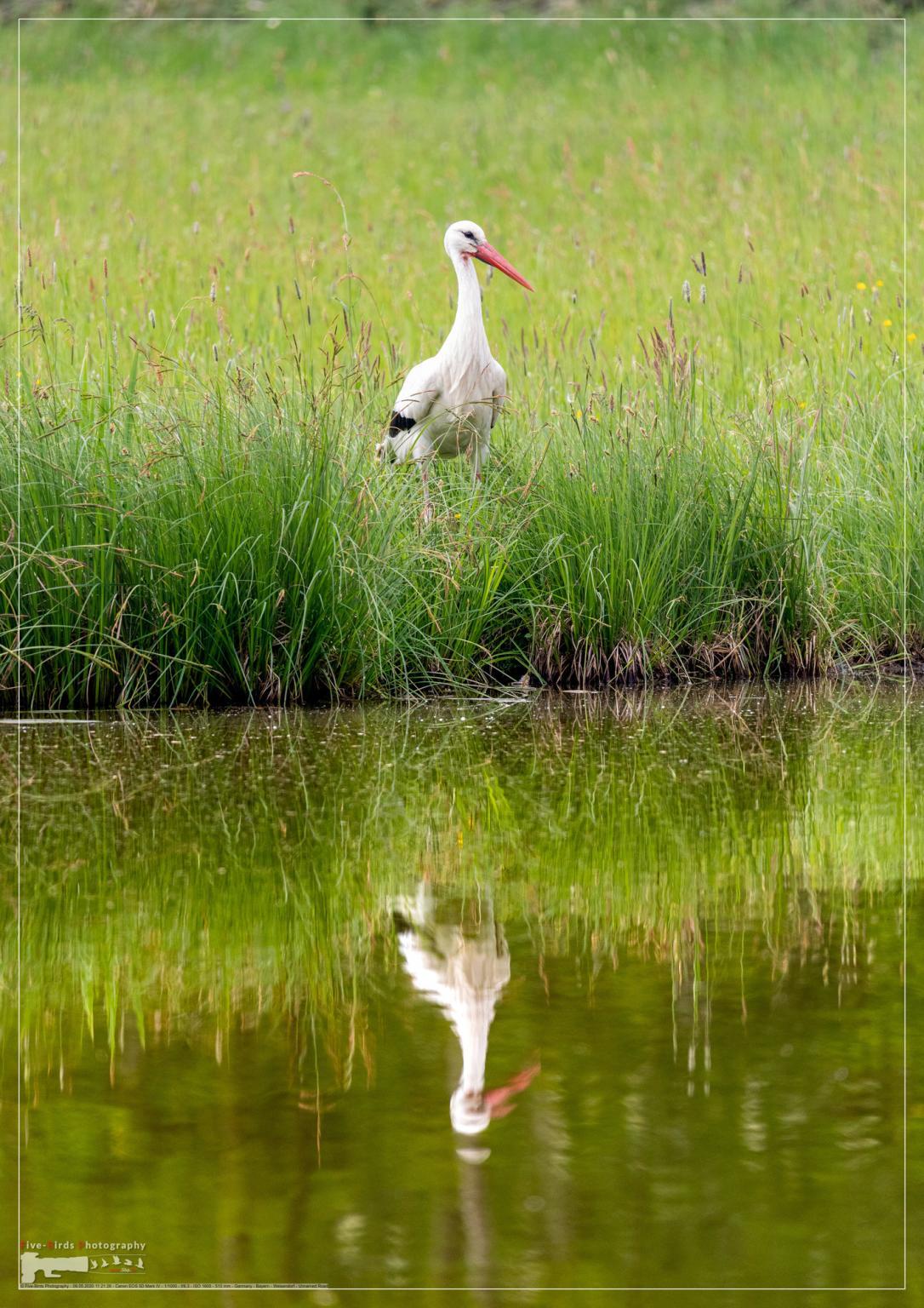 White stork in a bird sanctuary in southern Germany