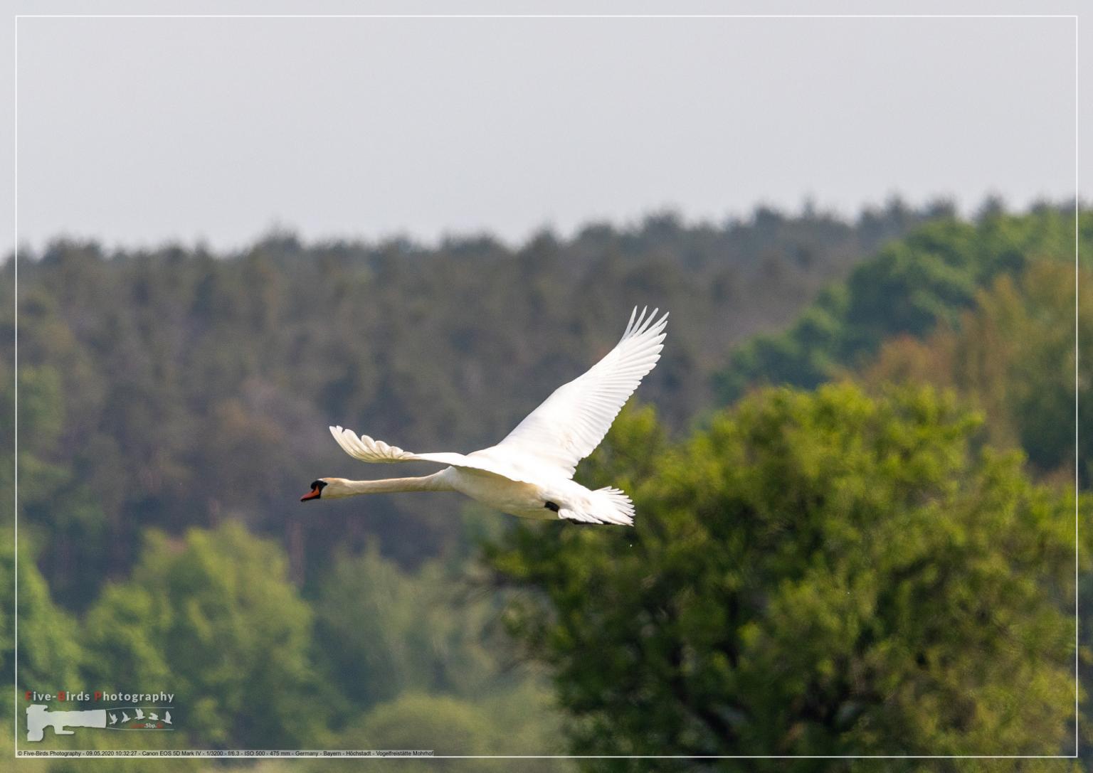 Mute swan in a bird sanctuary in southern Germany