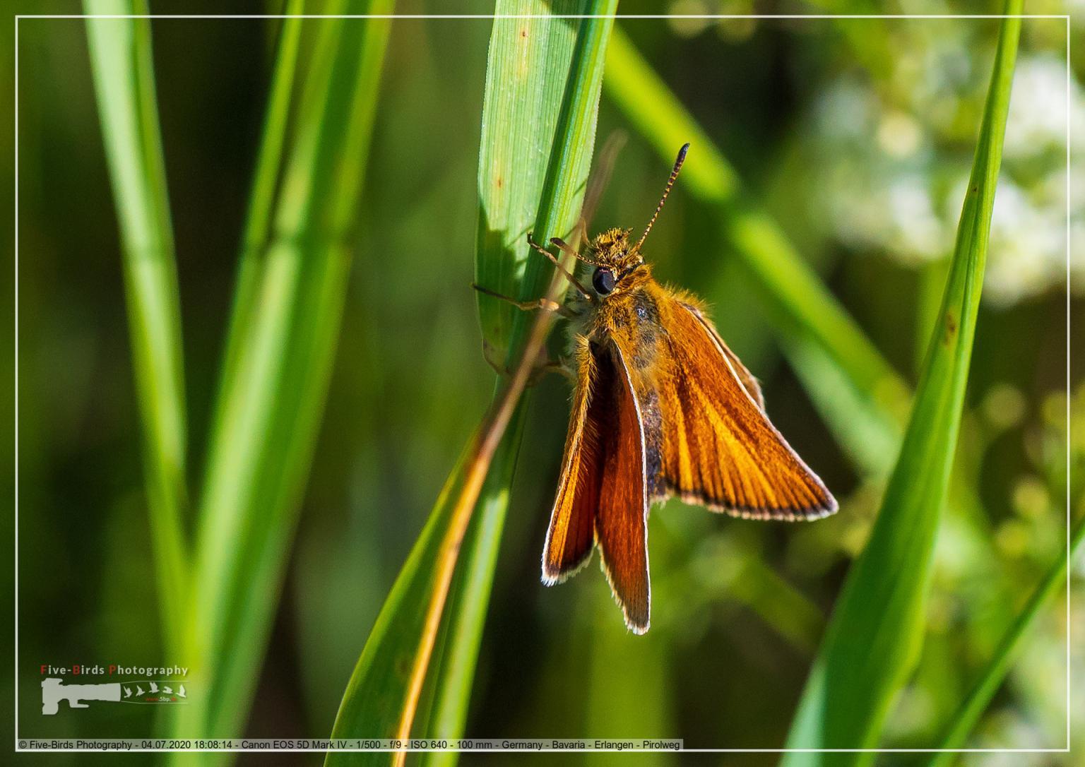 A small skipper sits on a blade of grass