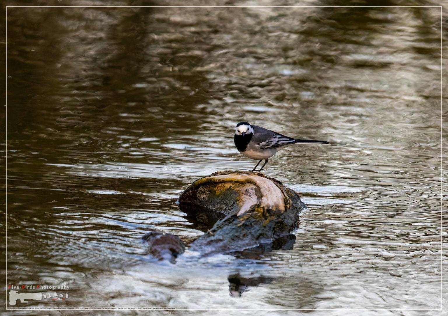 Bachstelze - Motacilla alba am Fluss Zenn